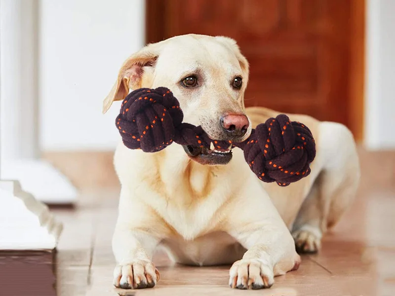 犬を噛むおもちゃの選び方