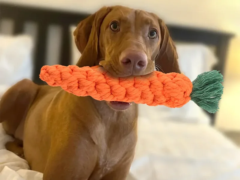 犬の噛むおもちゃの種類